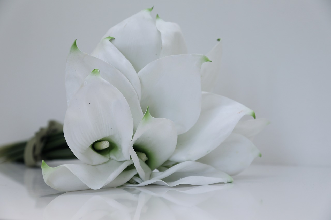 white flowers  chalice  flora free photo