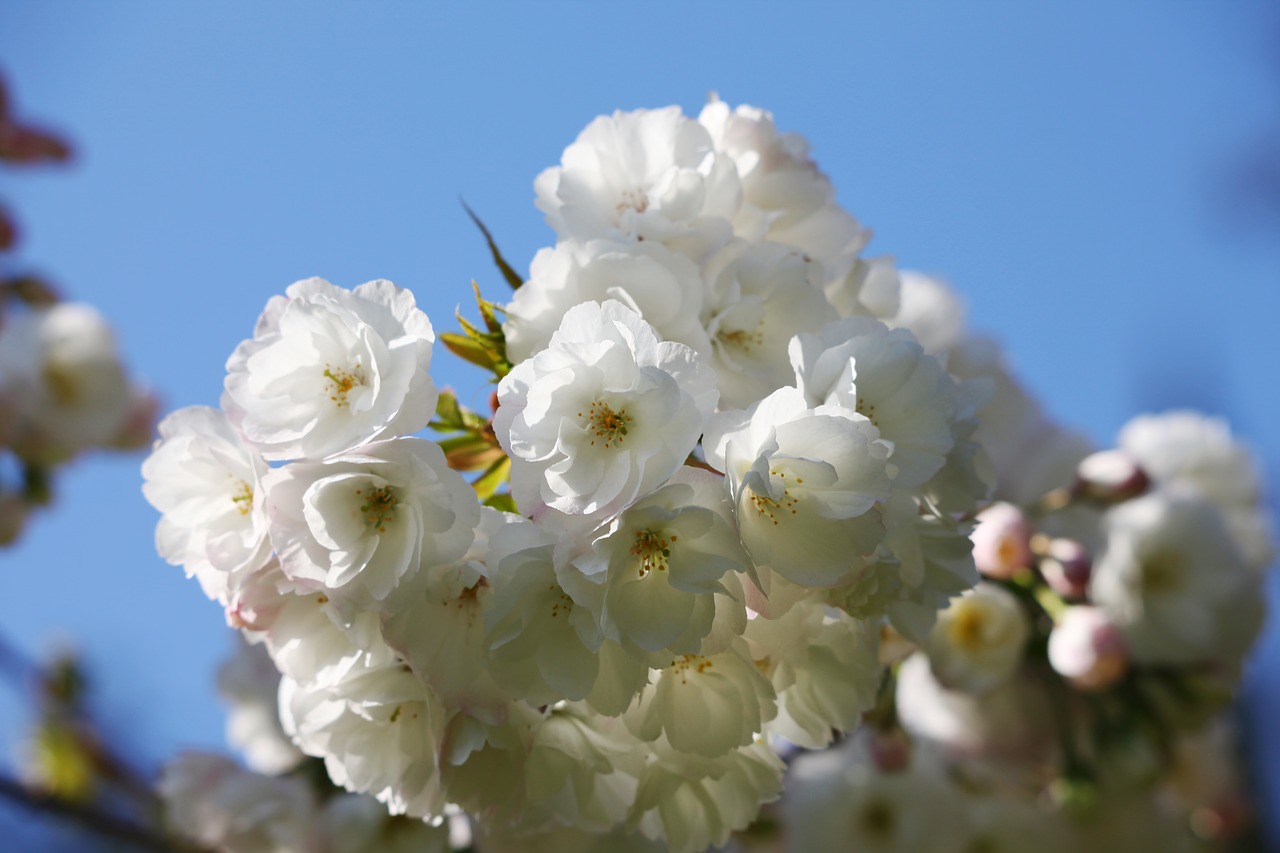 white flowers  spring  bloom free photo