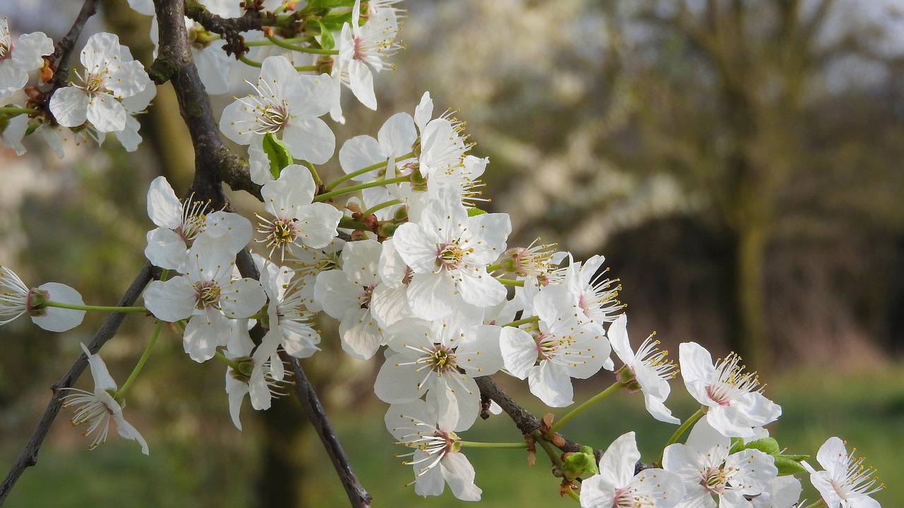 white flowers  spring flowers  flowering tree free photo