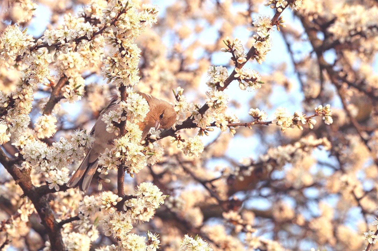 white flowers  bird  tree free photo