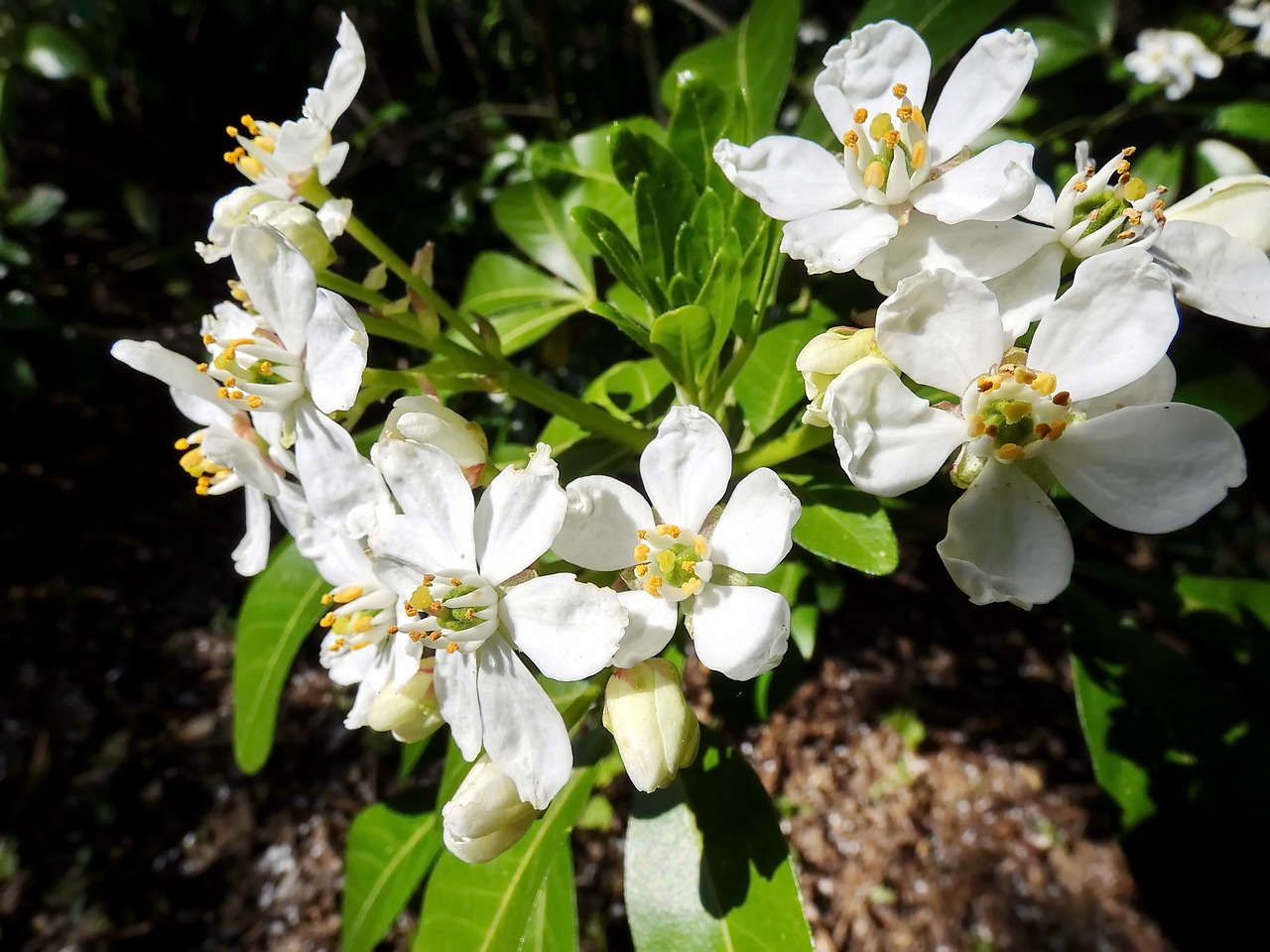 white flowers  bouquet  spring free photo