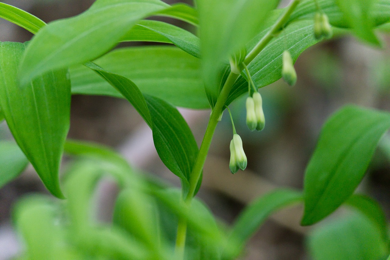 white flowers  weisswurz  plant free photo