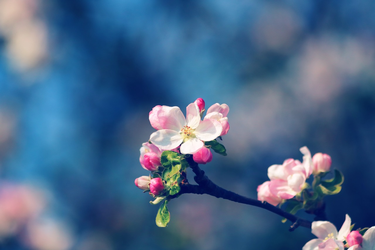 white flowers  flowering  spring free photo