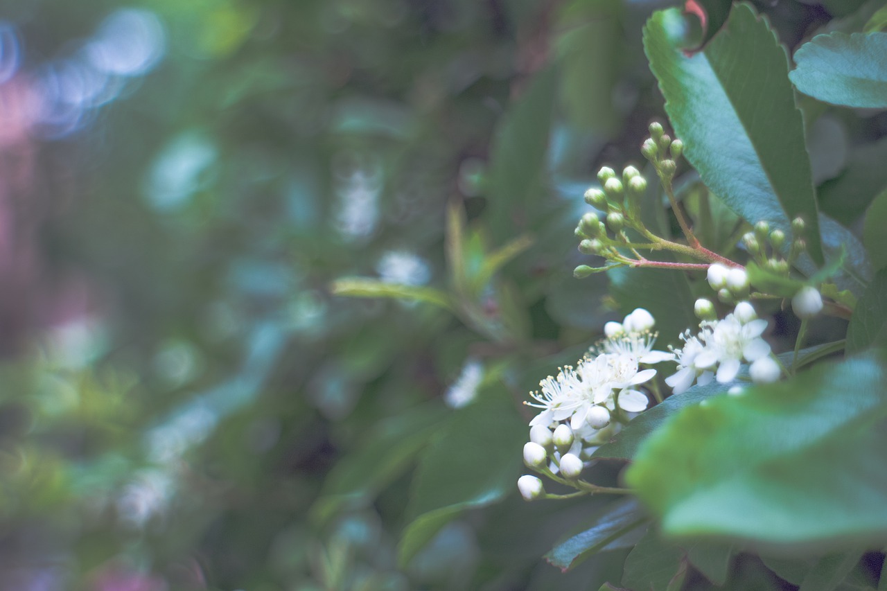 white flowers  spring  bloom free photo