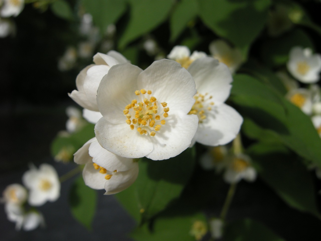 white flowers nature blossom free photo