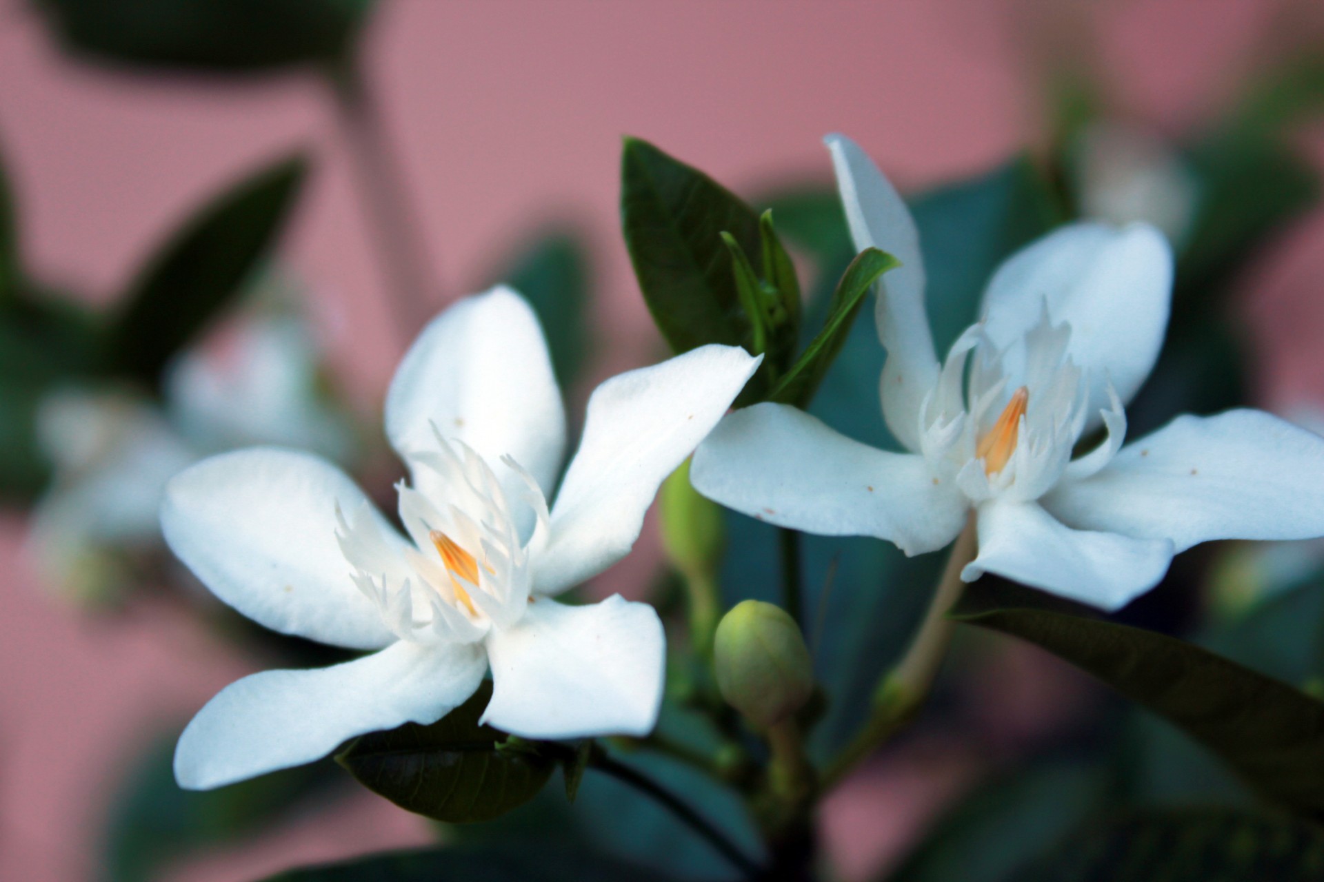 white flower flower garden petals free photo