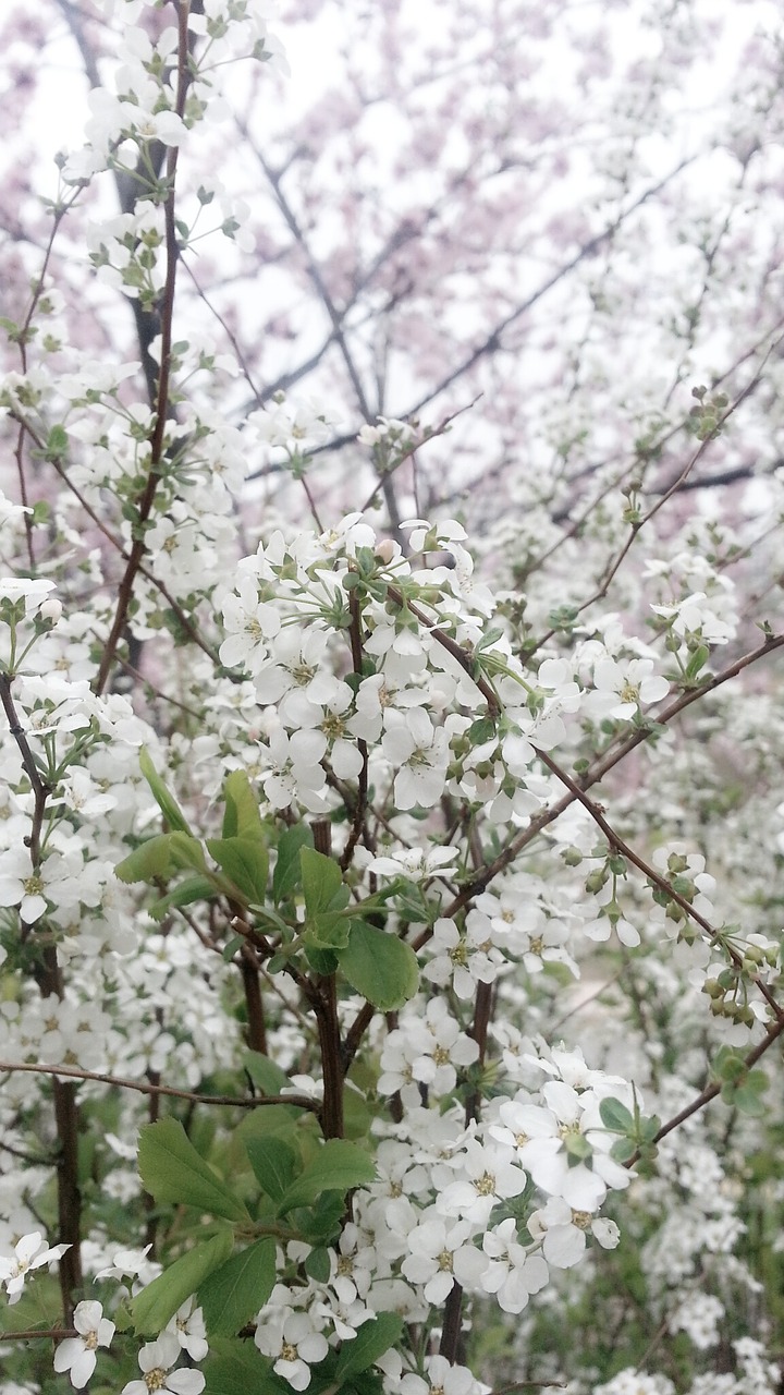 white flowers white spring free photo