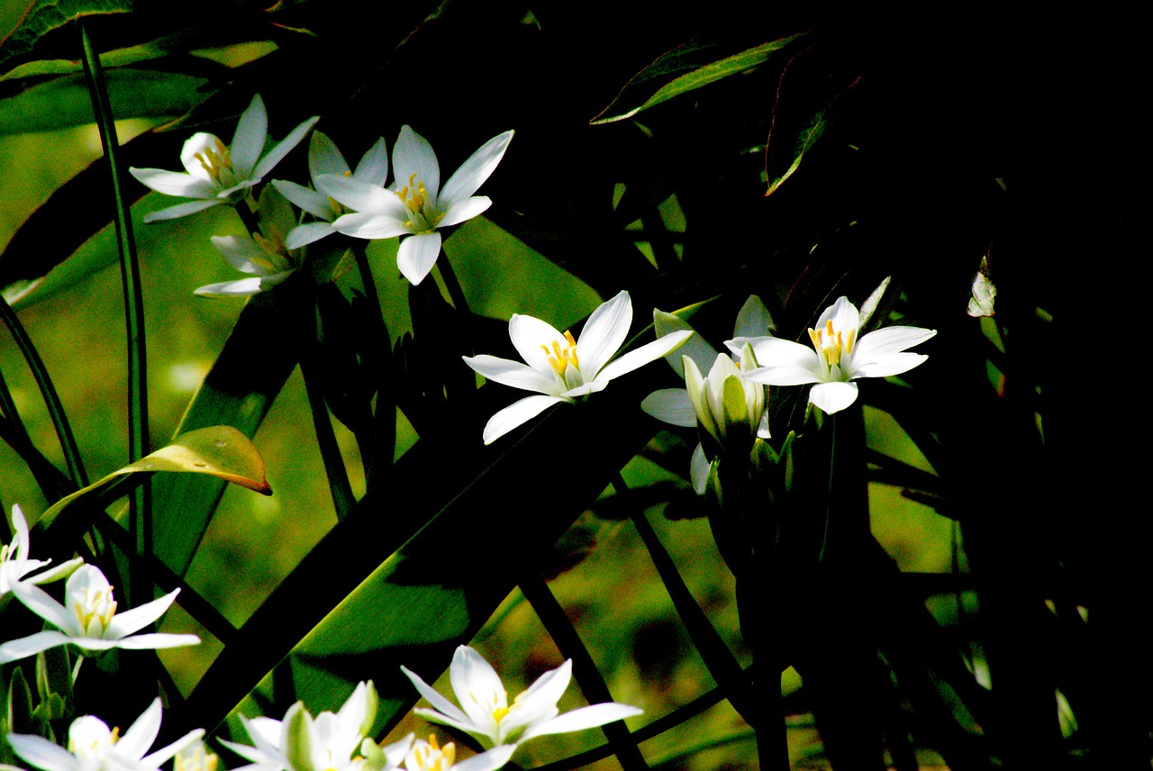 white flowers garden contrast free photo