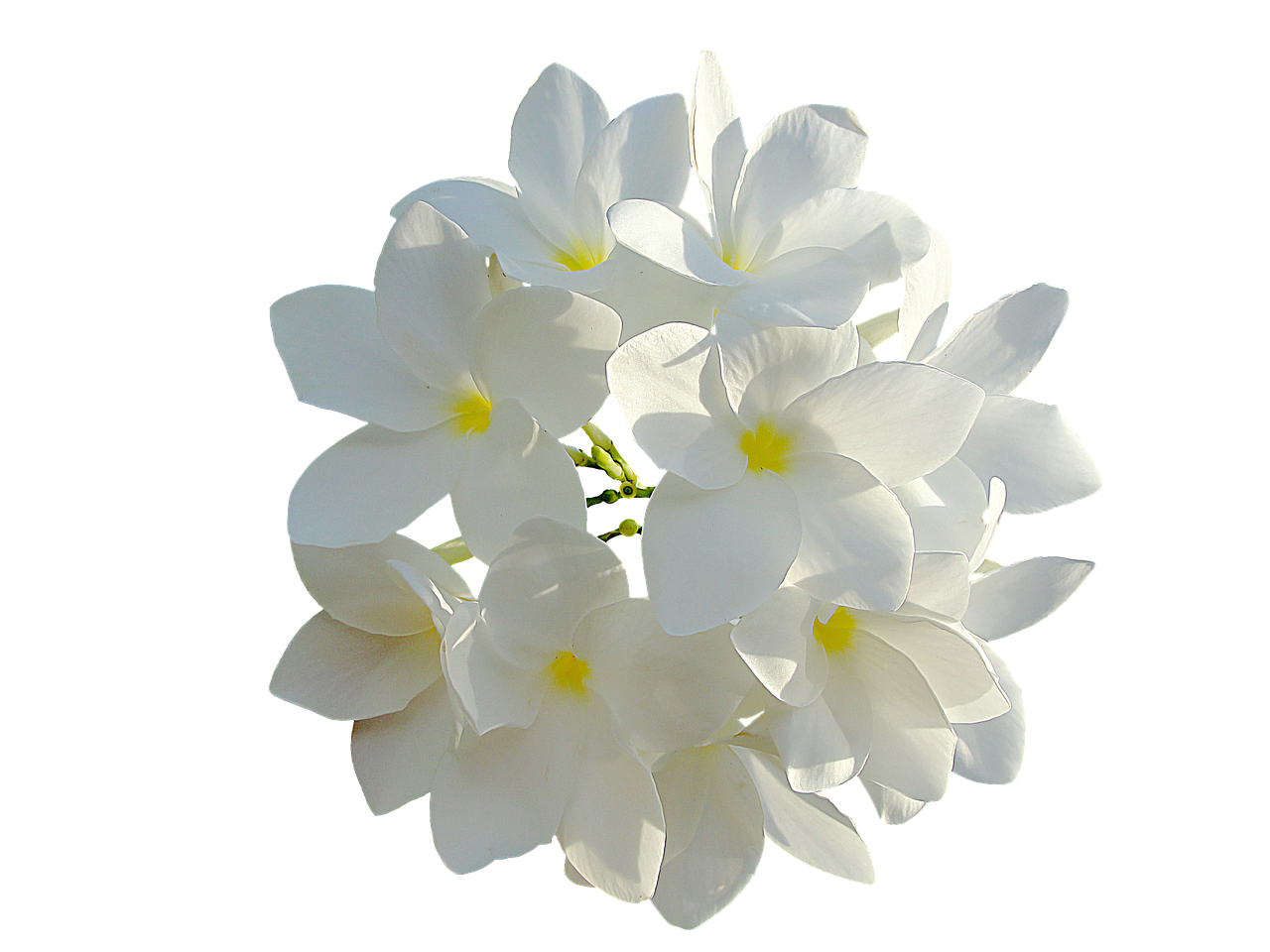 white flowers bouquet of flowers flowers free photo