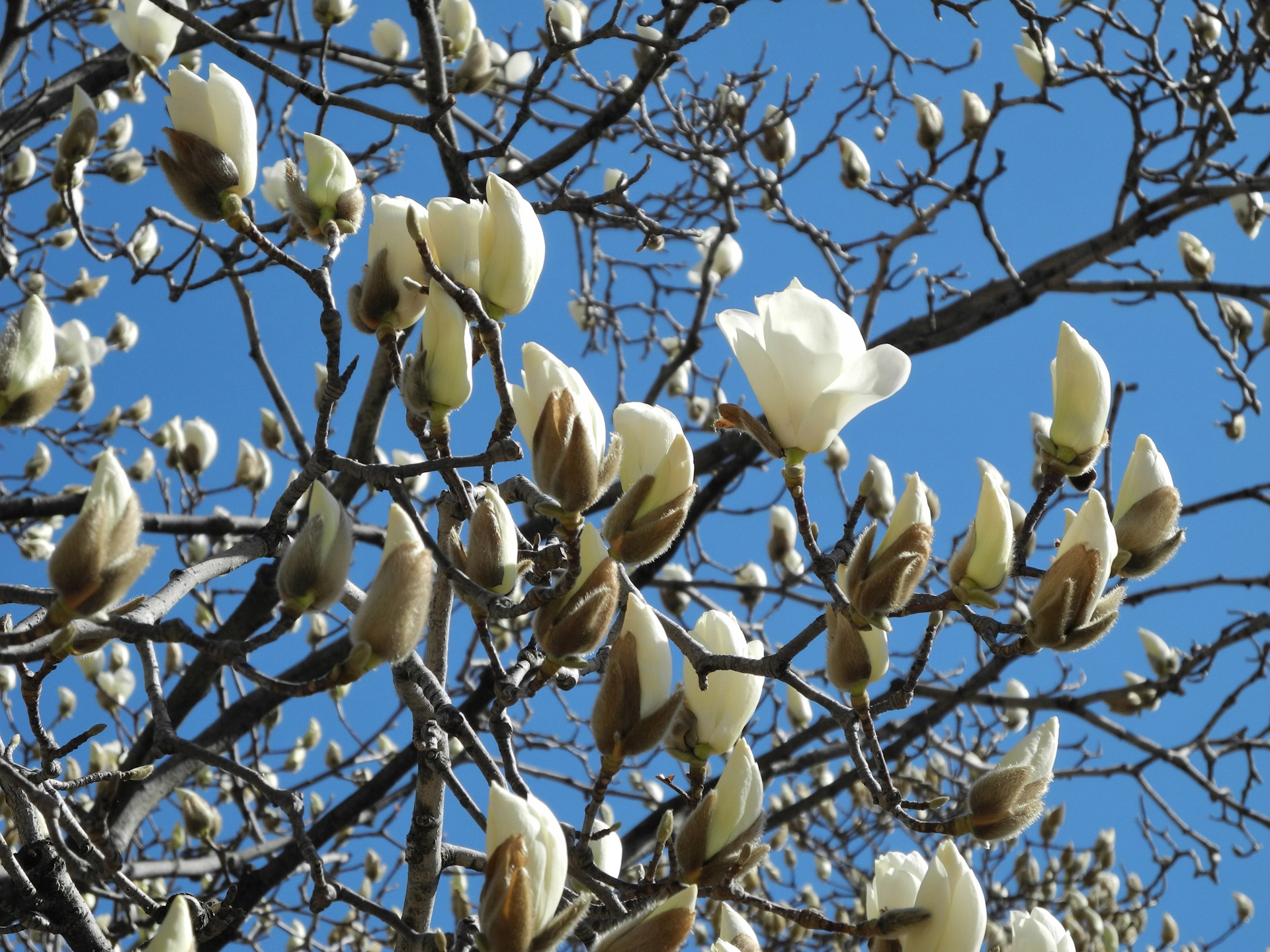 magnolia flowers sky free photo