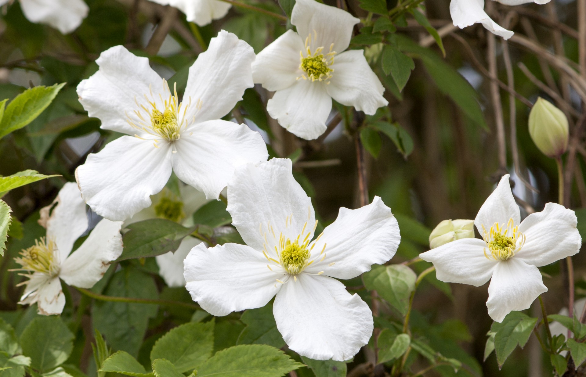 flowers white white flowers free photo