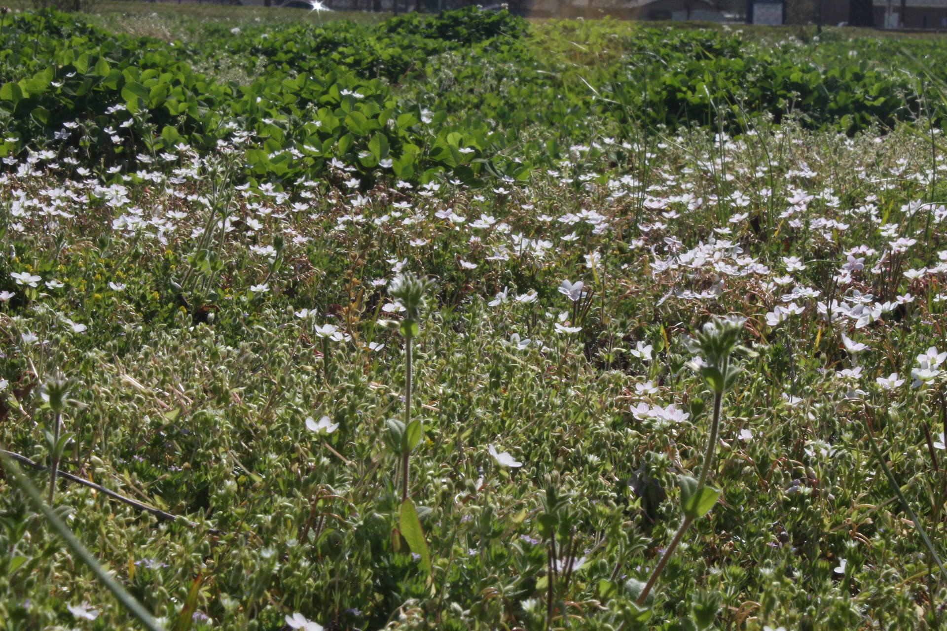 white flowers field free photo