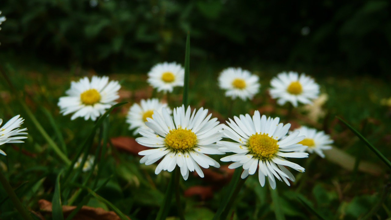 white flowers meadow free photo