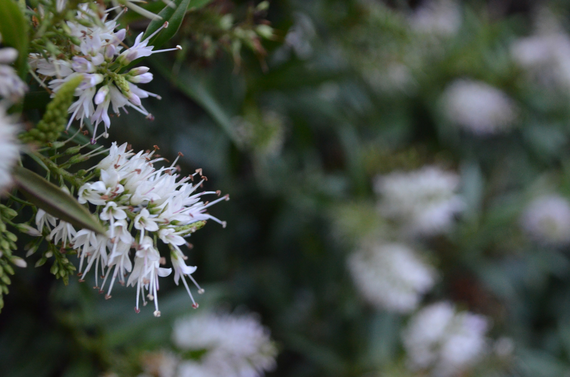 white flower shrub free photo