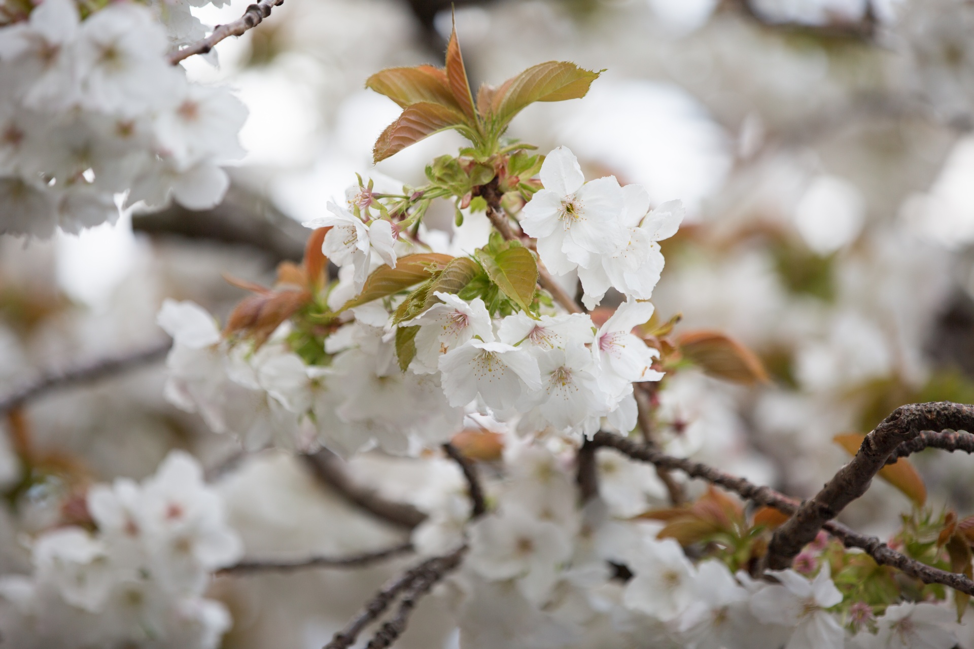 flowers spring blossoms free photo