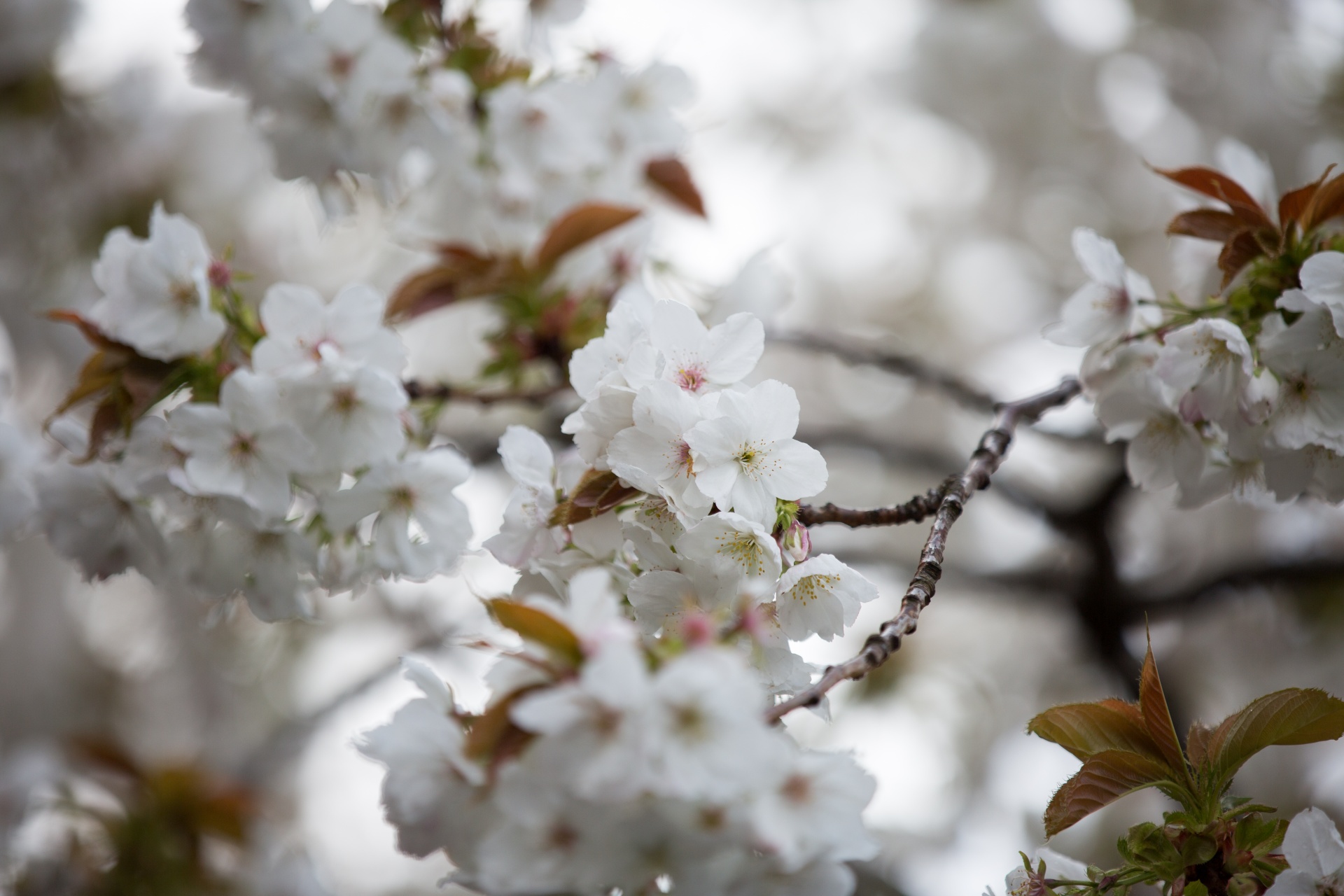 flowers spring blossoms free photo