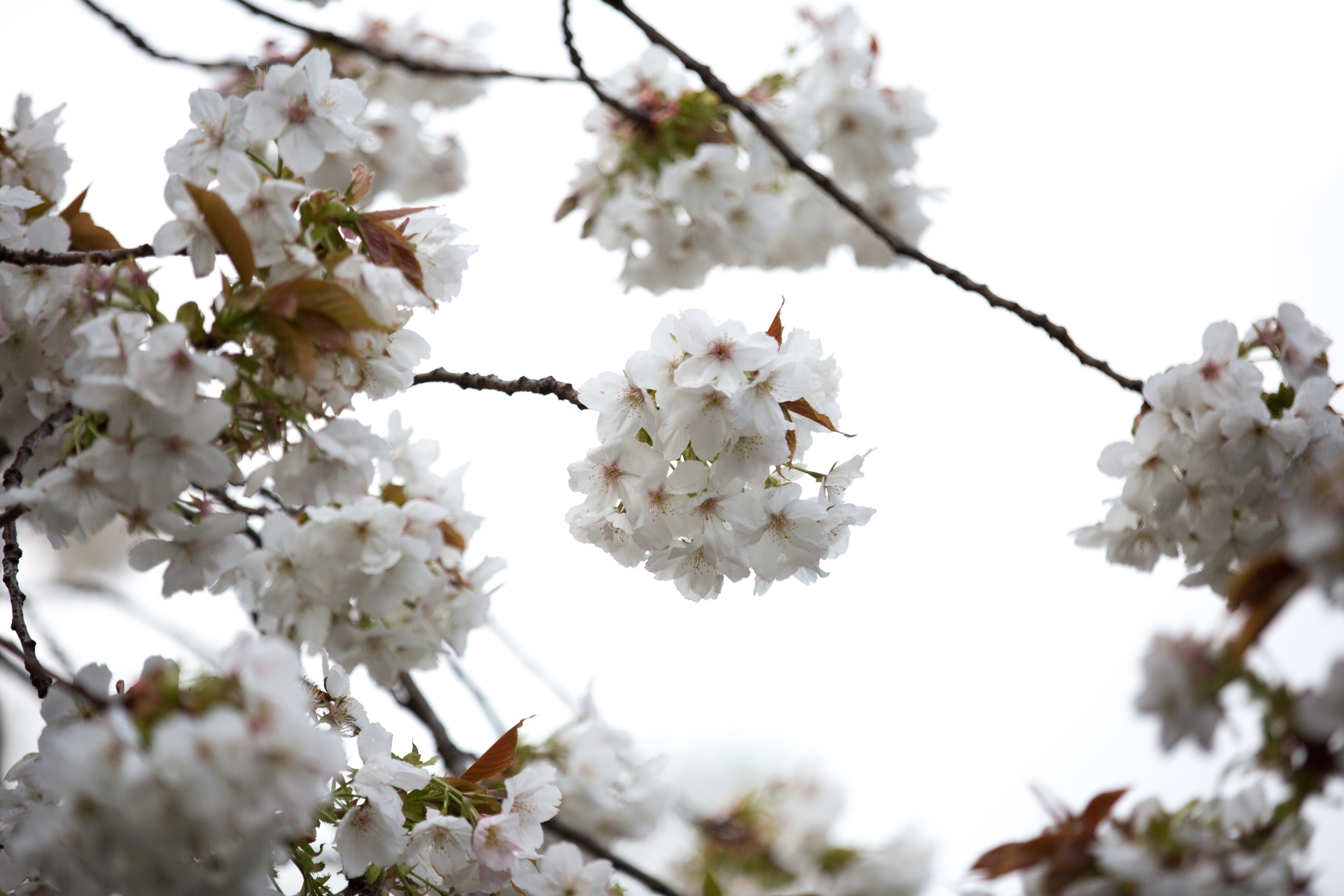 flowers spring blossoms free photo