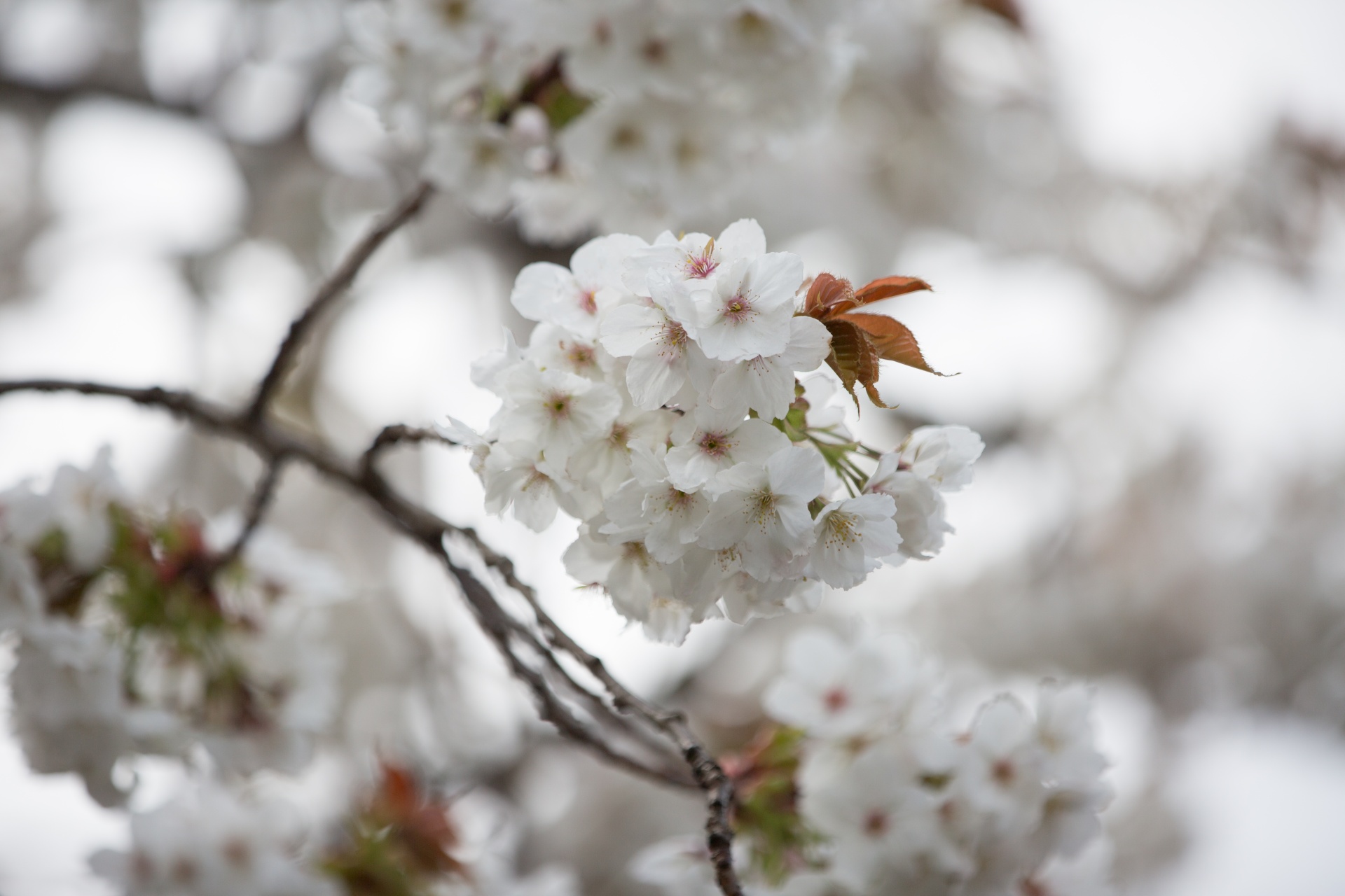 flowers spring blossoms free photo