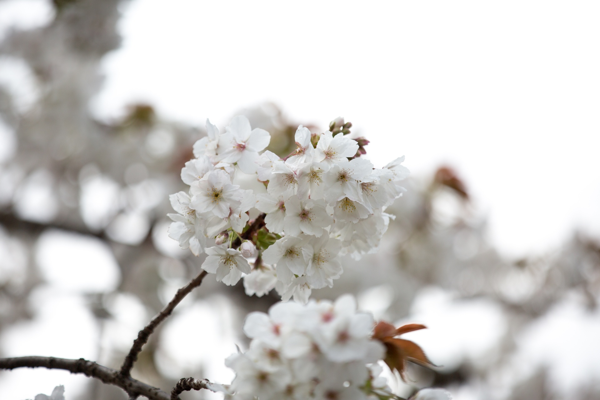 flowers spring blossoms free photo