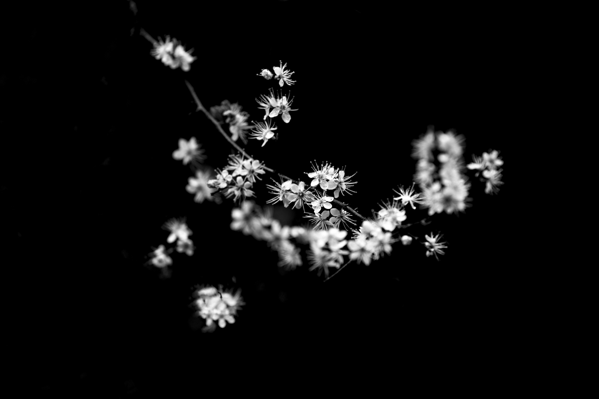 white flower flowers free photo