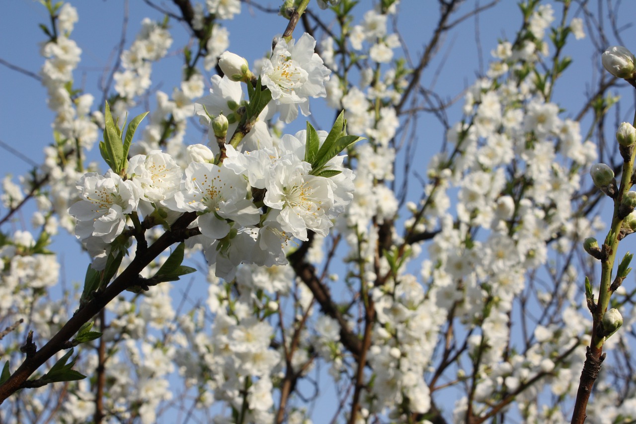 white flowers peach  flower of spring with blue sky free pictures free photo