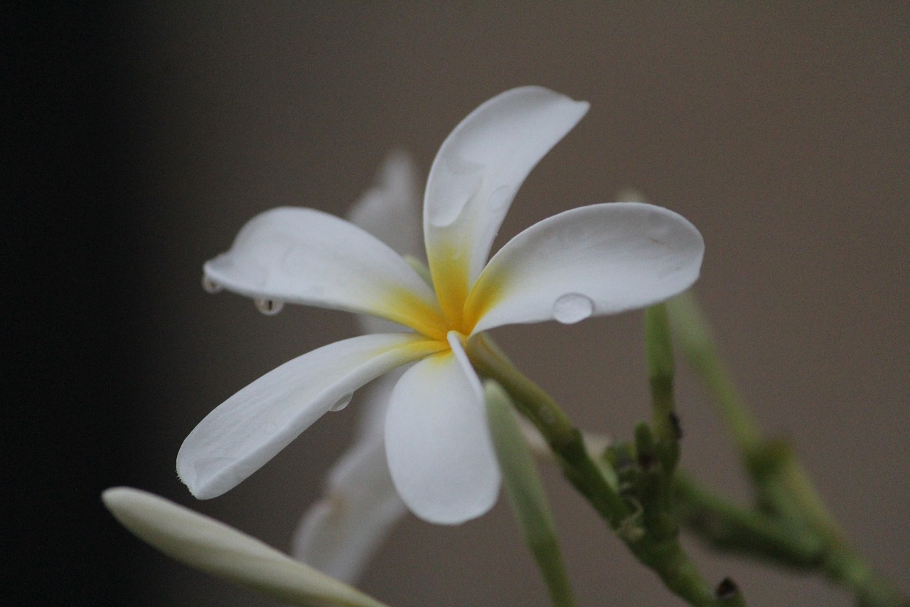 white frangipani kathgolop गुलचीन free photo