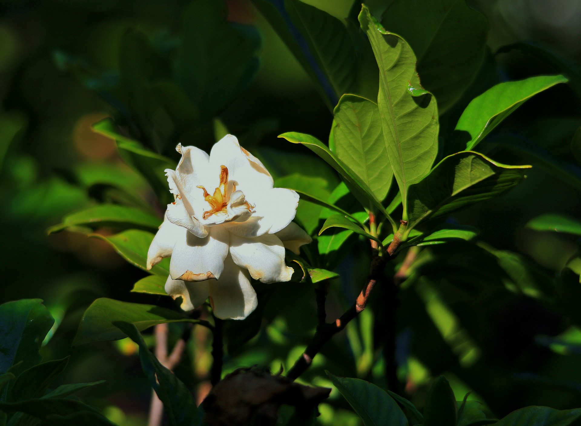 flower white bright free photo