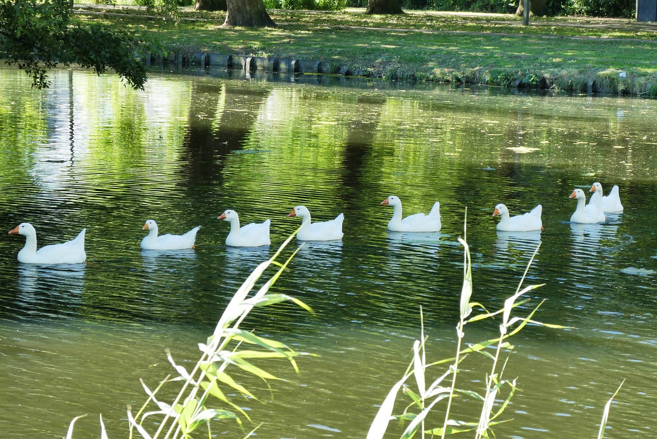 white geese  boy  ditch free photo