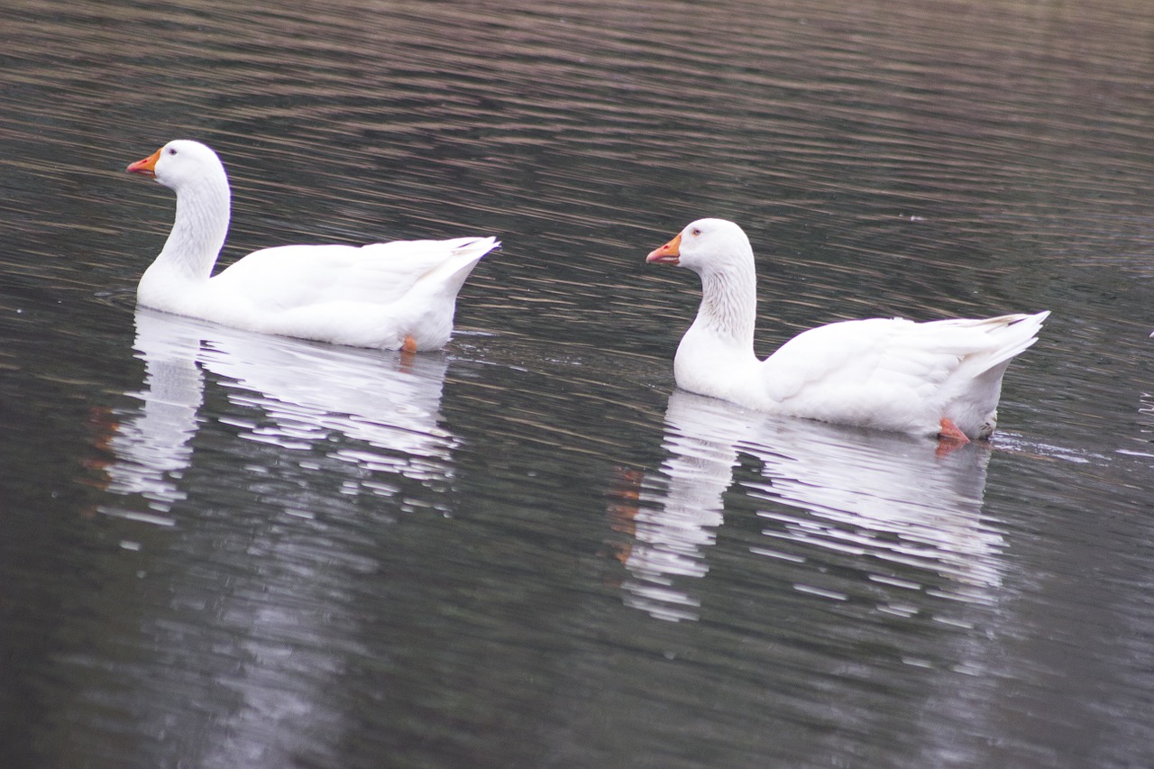 white geese duo twin free photo