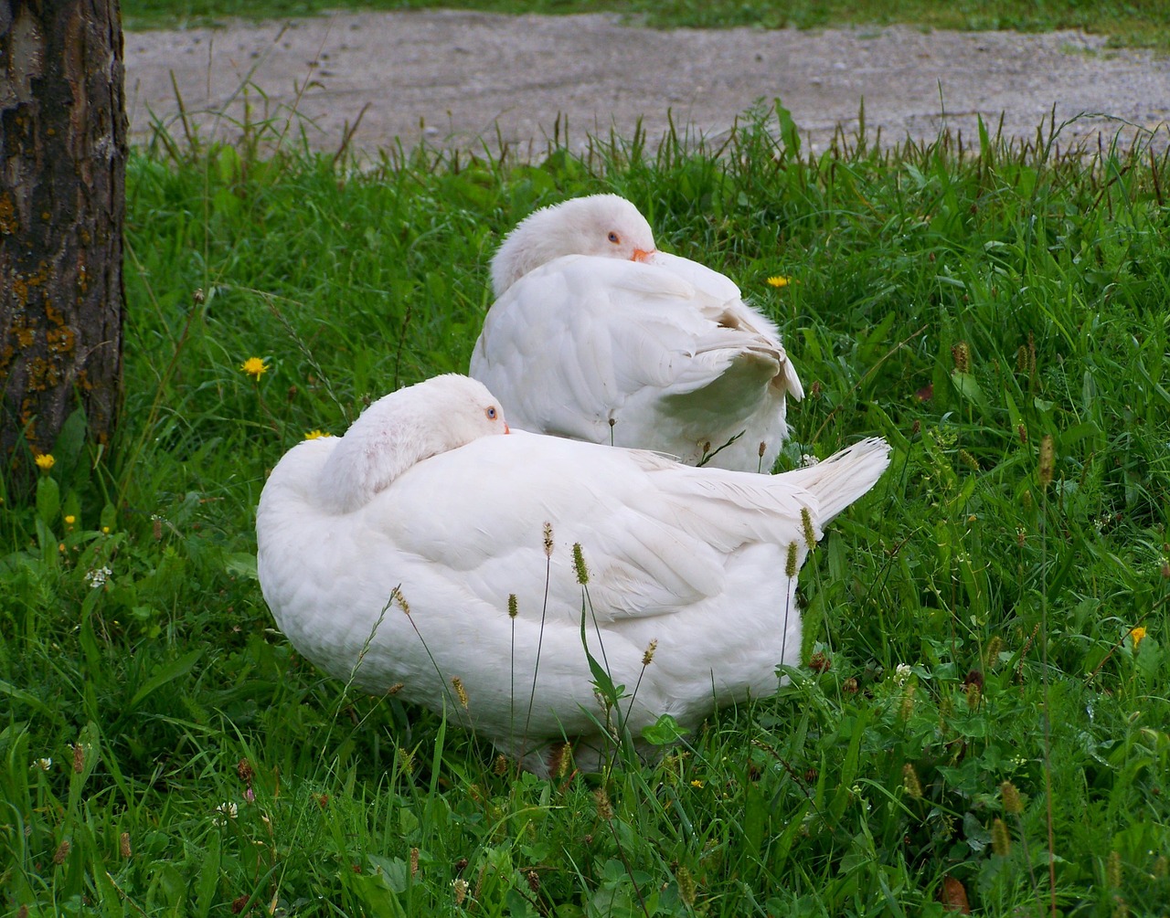 white geese domestic geese poultry free photo