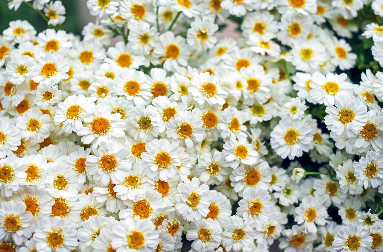 white germini gerbera flower free photo