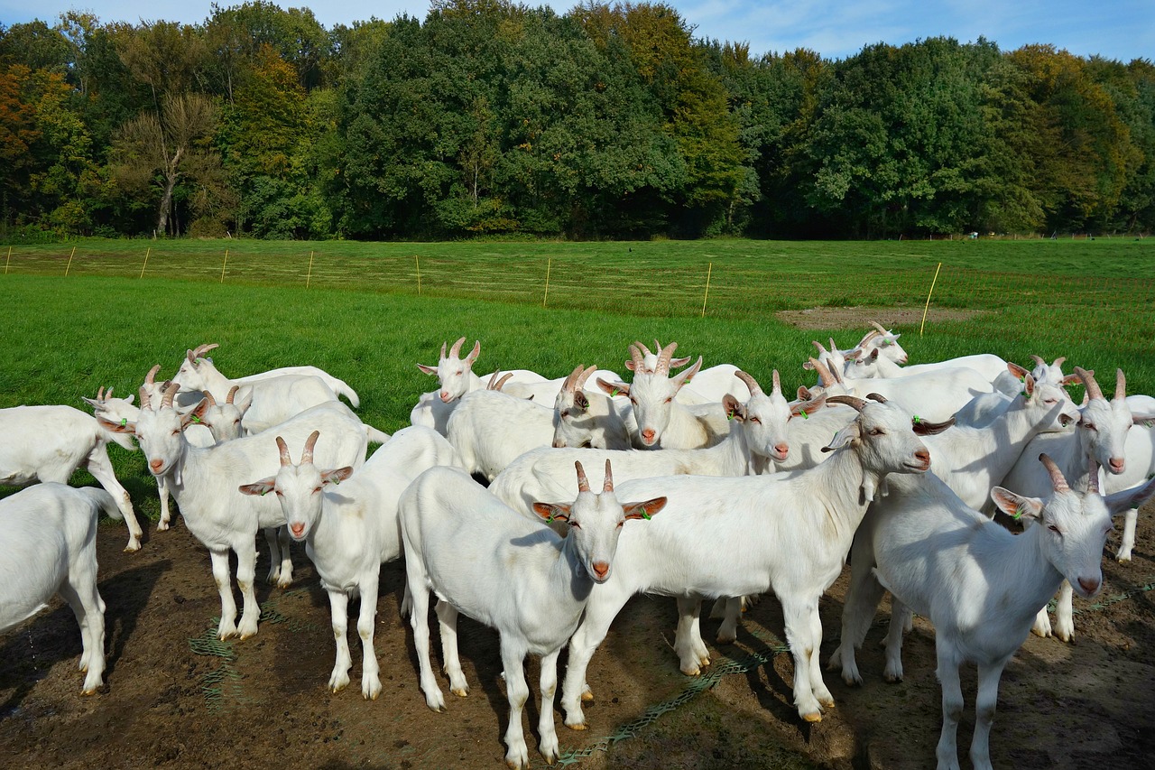 white goat  animal  mammal free photo