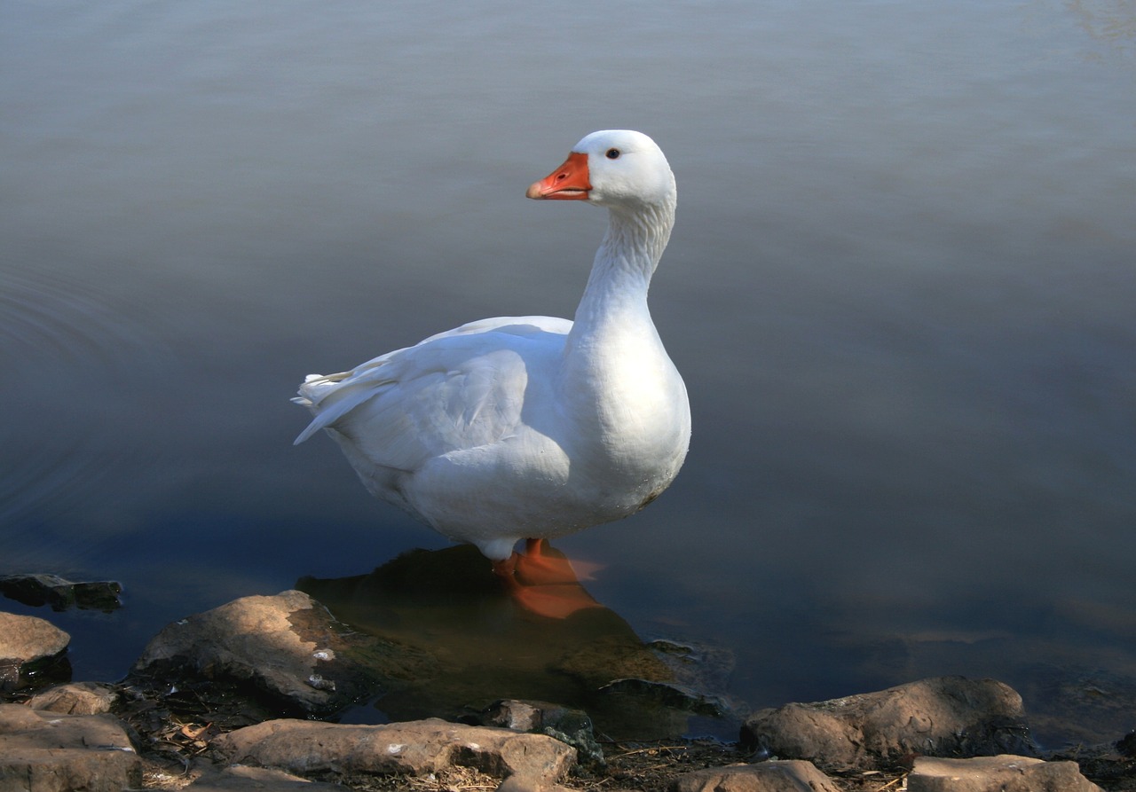 white goose standing in water pond free photo
