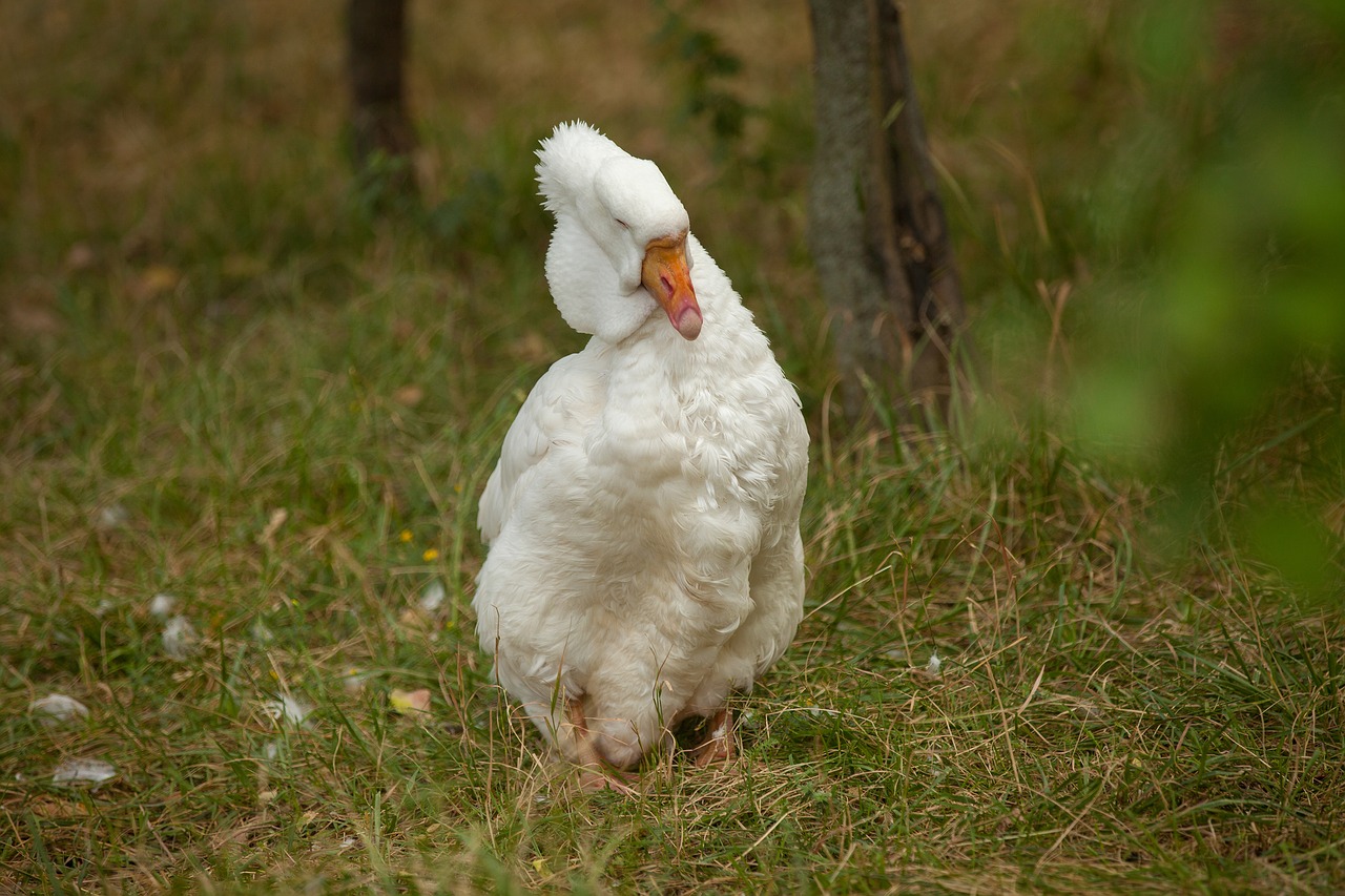 white goose moscow zoo grass free photo