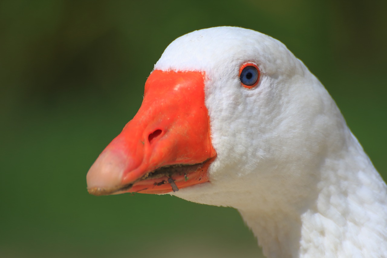 white goose goose domestic goose free photo