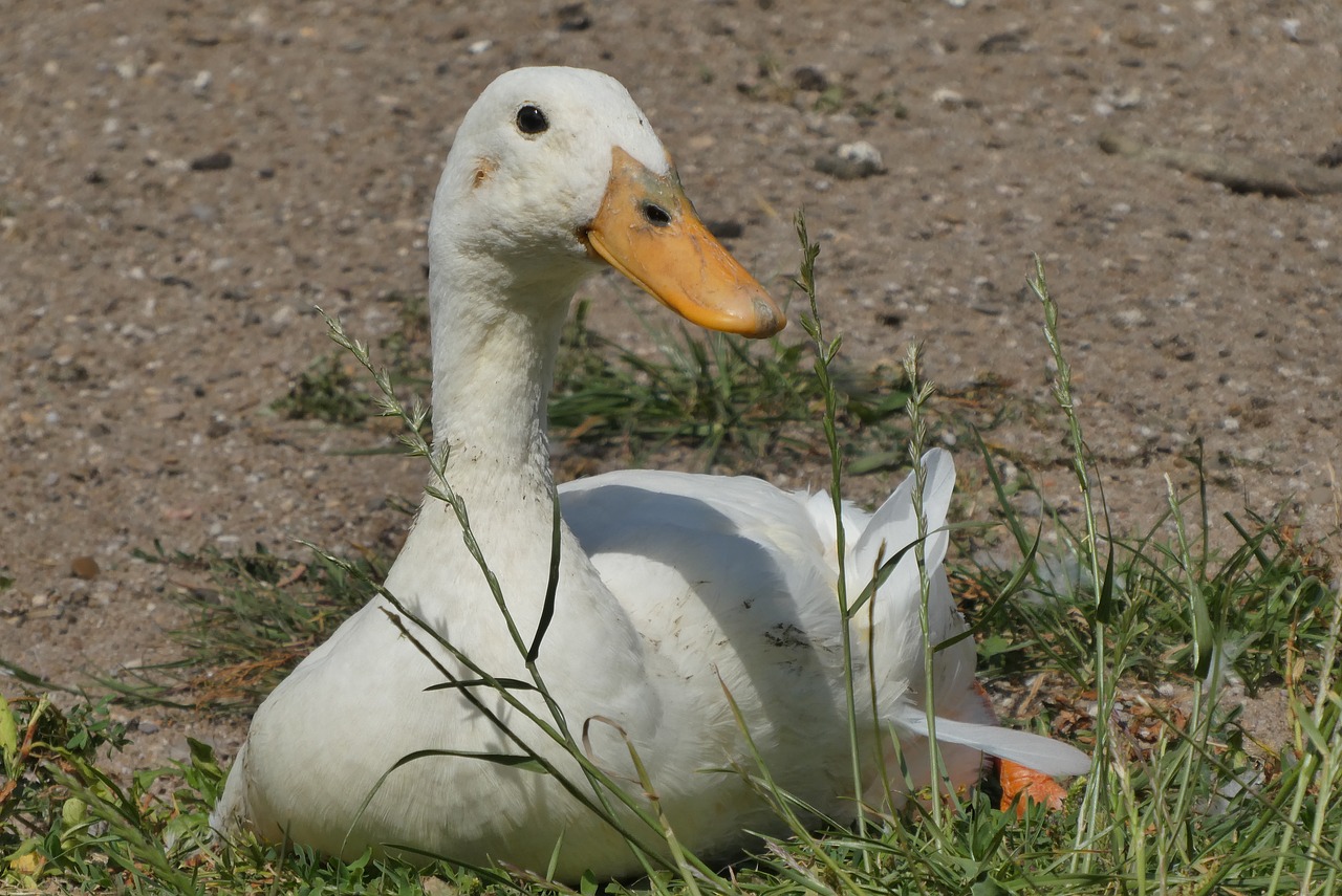white goose  beak  white free photo