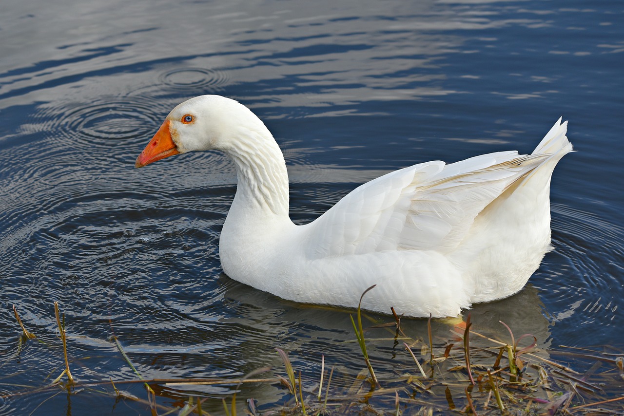 white goose  water bird  swimming free photo