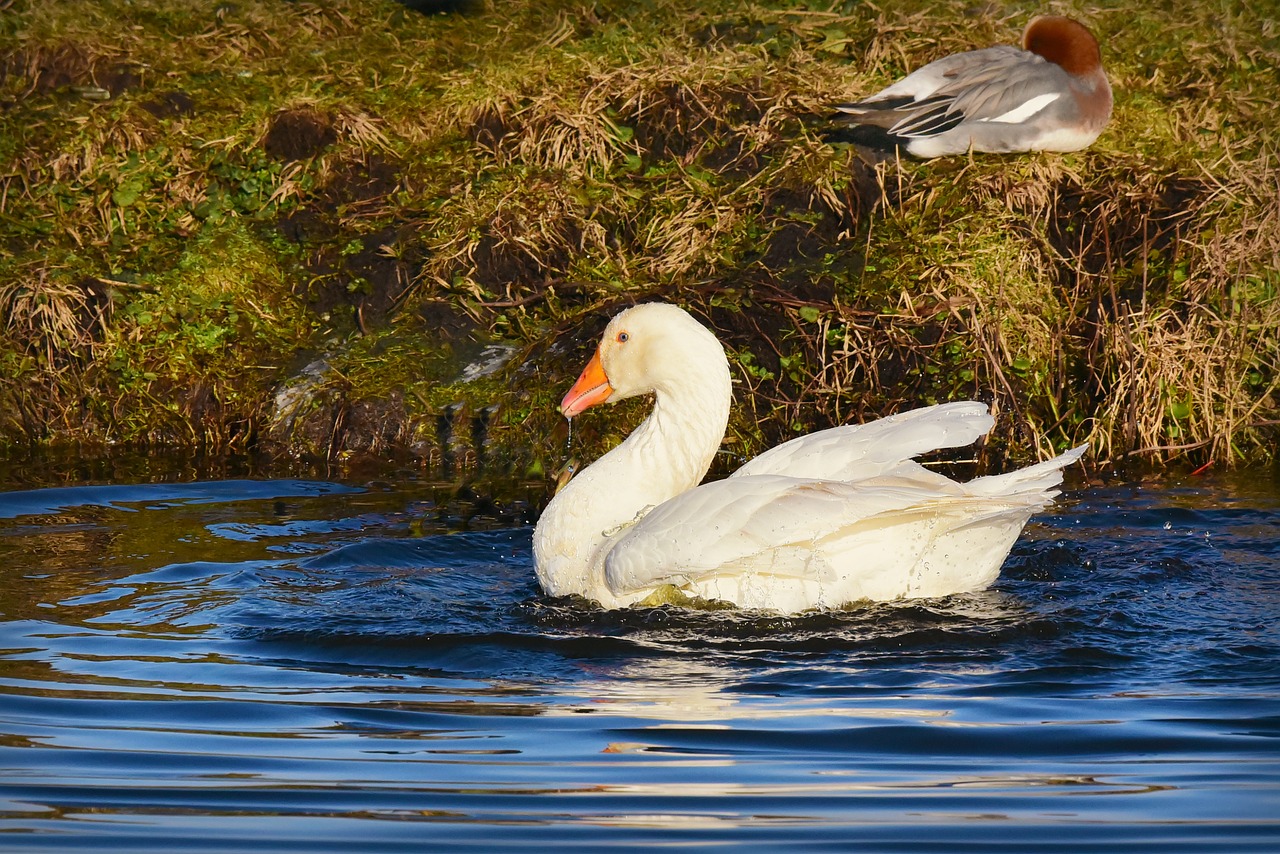 white goose  water bird  animal free photo