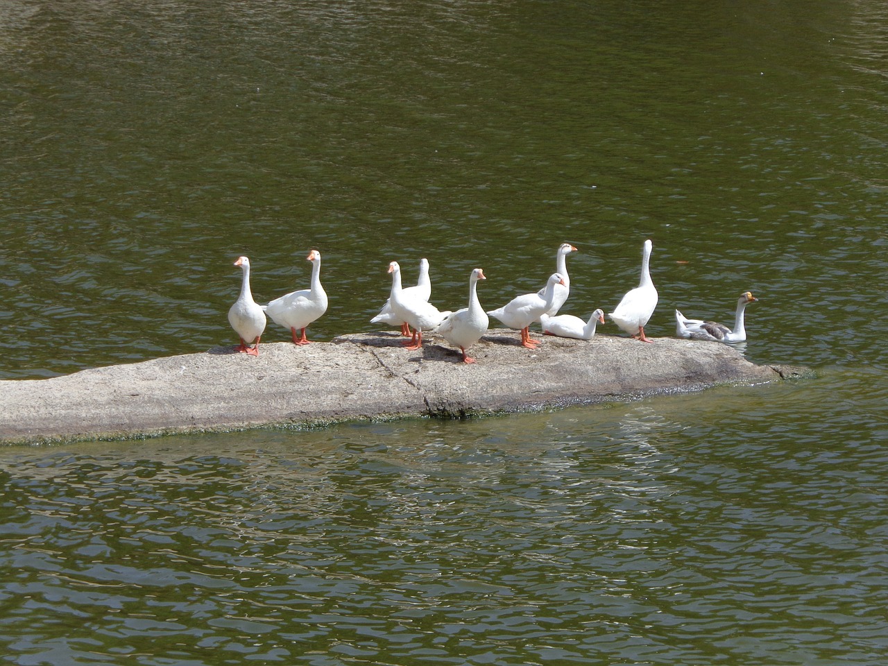 white gooses lake water free photo