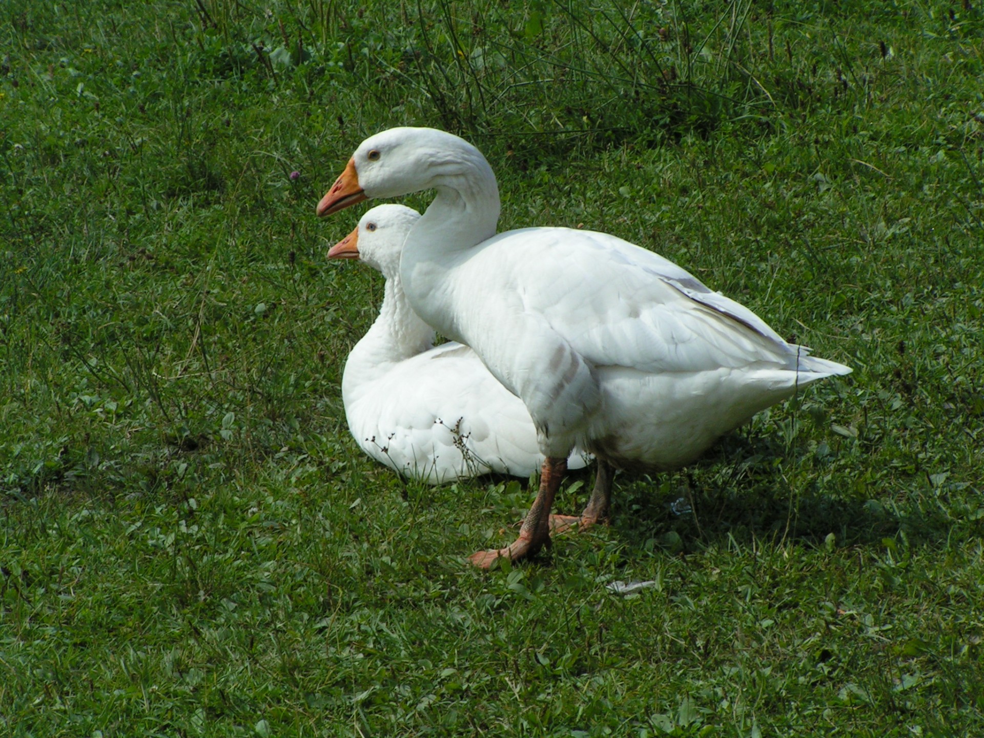 nature farm bird free photo