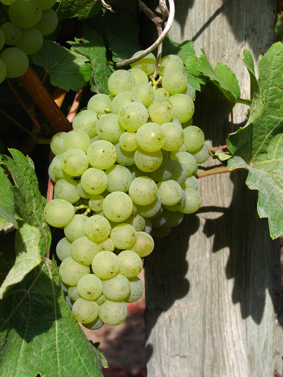 white grape cluster grapes vine free photo