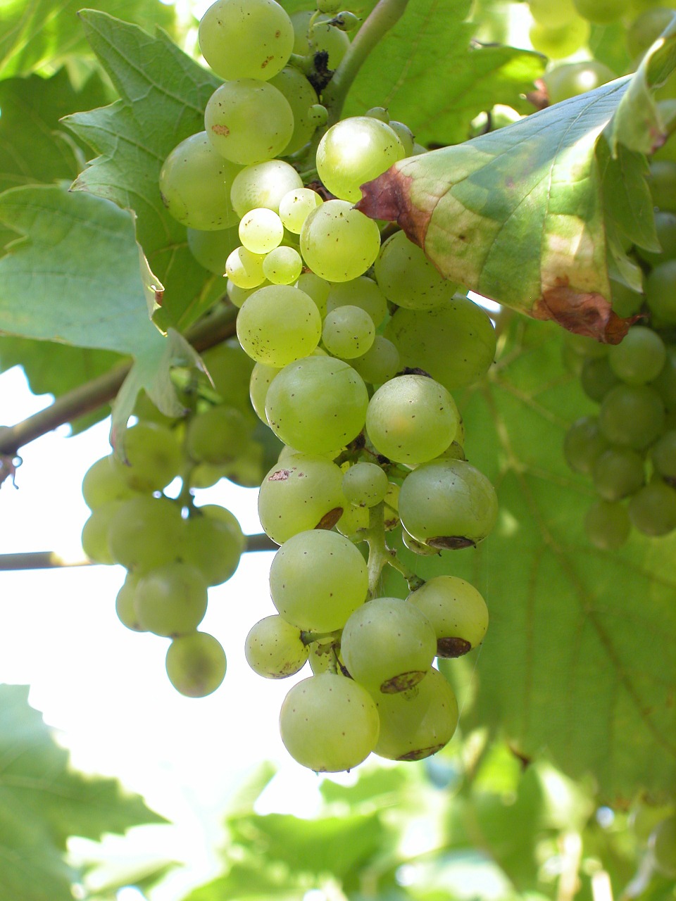 white grapes bunches grapes free photo