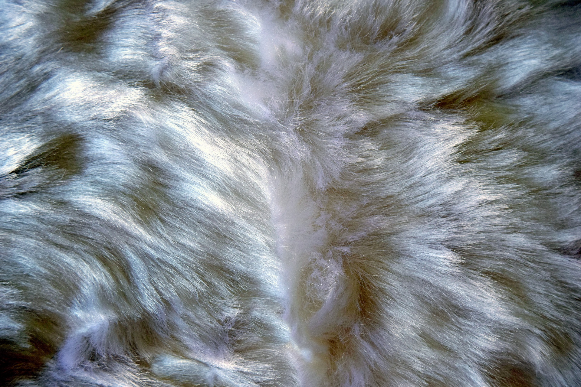 white grey fur free photo