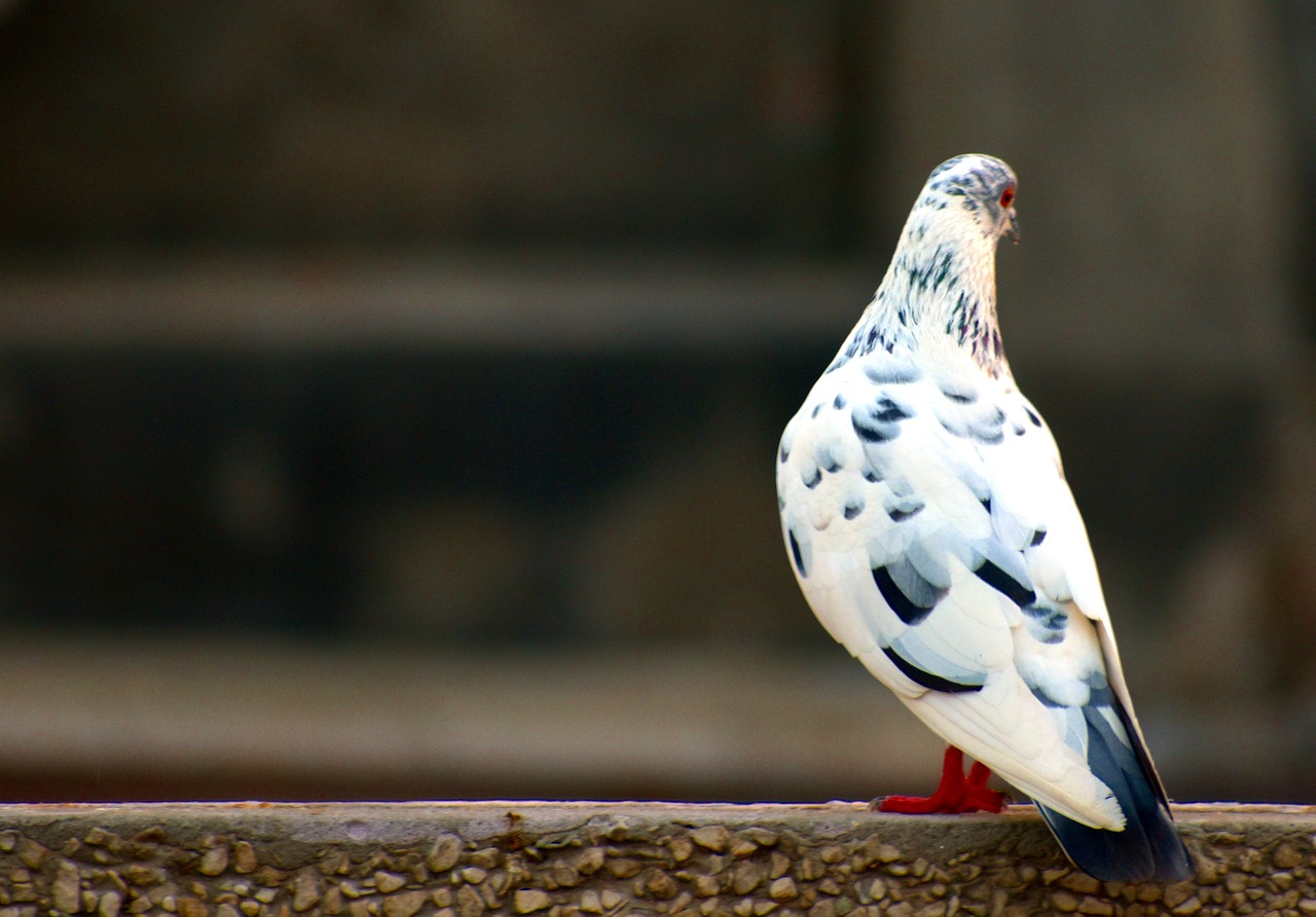white grey pigeon domestic pigeon bird free photo