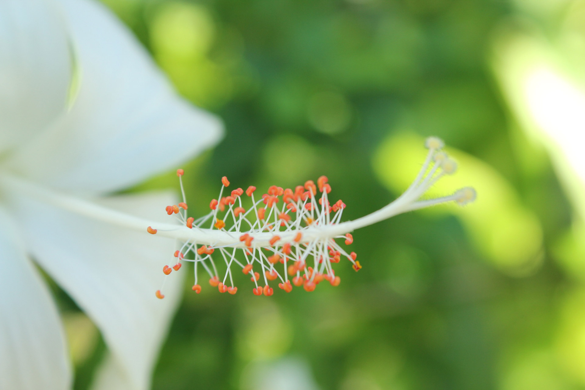 gumamela white gumamela flower flower free photo