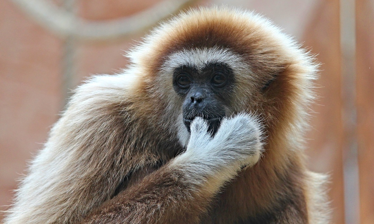 white-handed gibbon gibbon monkey free photo