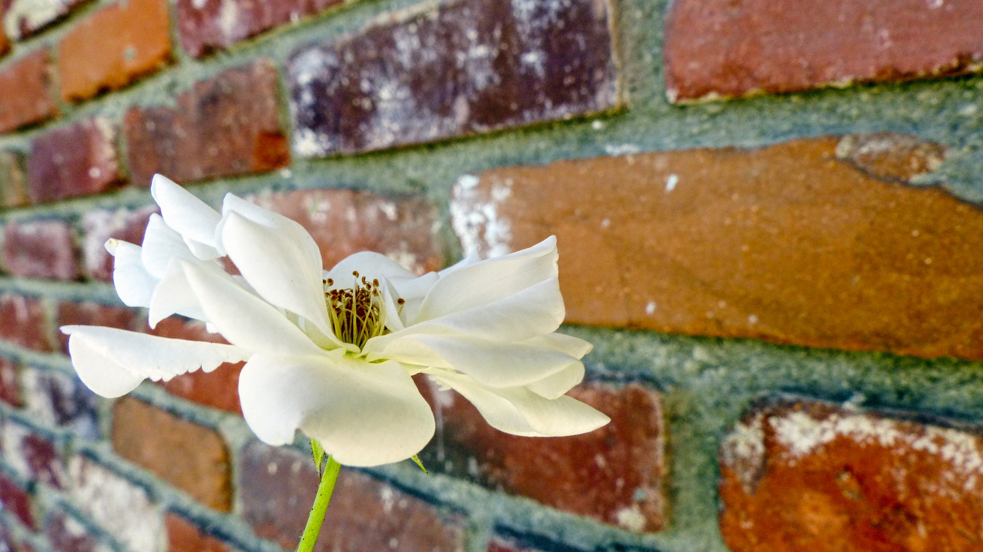 white hartwood rose free photo