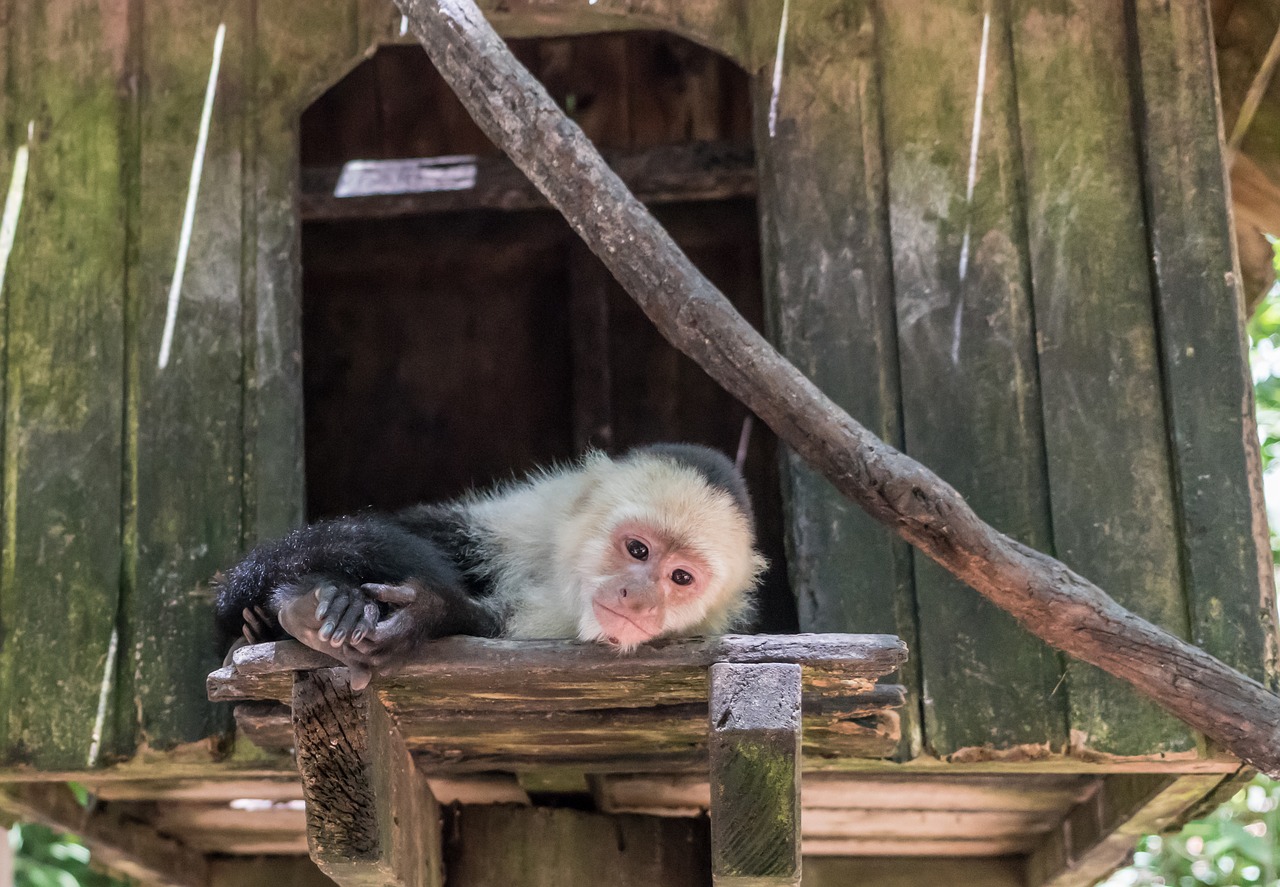 white-headed capuchin monkey mammal free photo