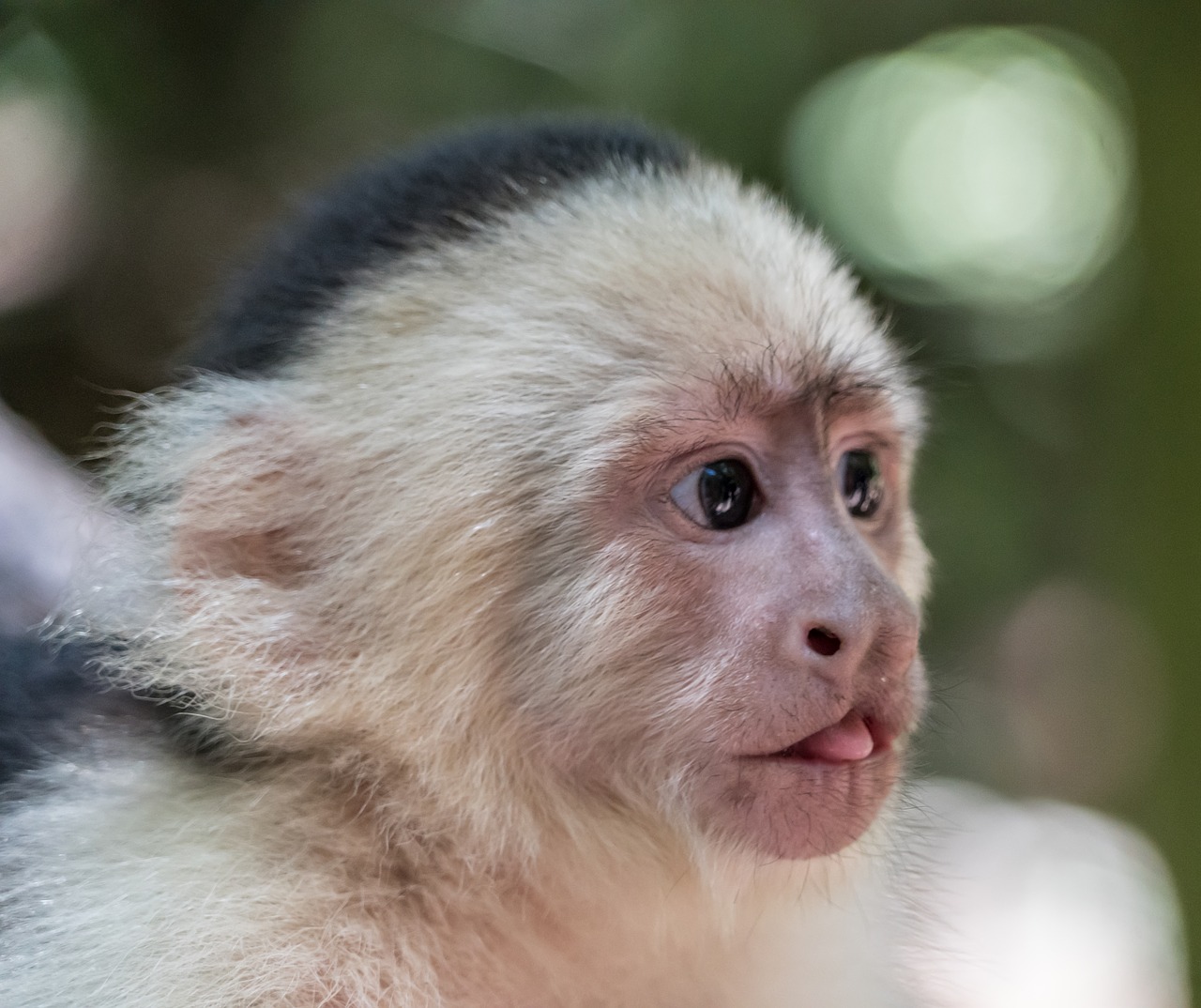 white-headed capuchin monkey tongue free photo