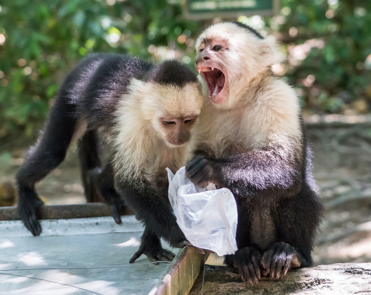 white-headed capuchin monkeys mammal free photo